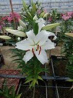 [4305 Constanta 2N VZ No01.JPG]